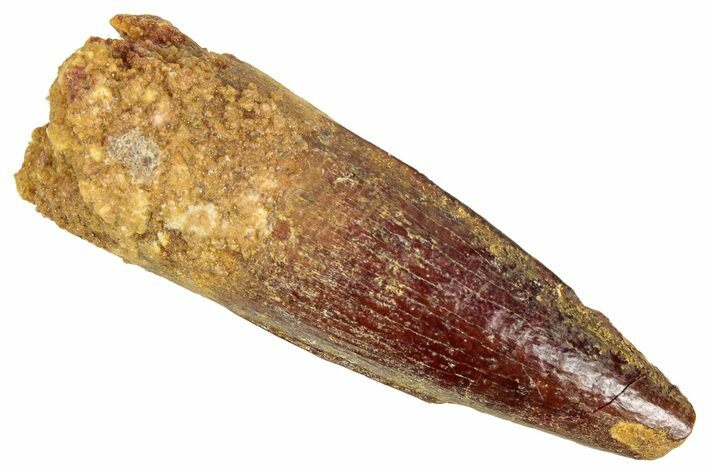 Juvenile Fossil Spinosaurus Tooth - Real Dinosaur Tooth #348689